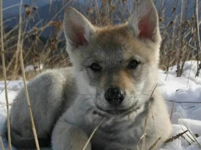 Bà lão cứu vật, vật trả ơn