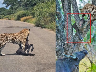 Trâu rừng nỗ lực cứu con khỏi nanh vuốt của báo hoa mai trong vô vọng