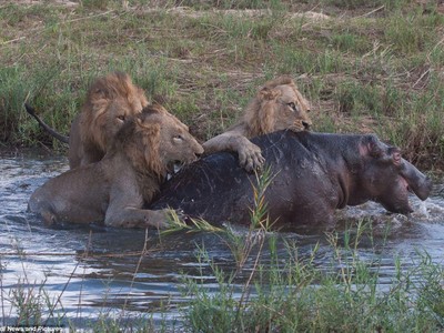 Trận đấu sinh tử giữa tê giác và vua sư tử