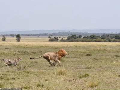 Không màng nguy hiểm, báo săn mẹ đánh đuổi vua sư tử to gấp 3 lần để bảo vệ con nhỏ