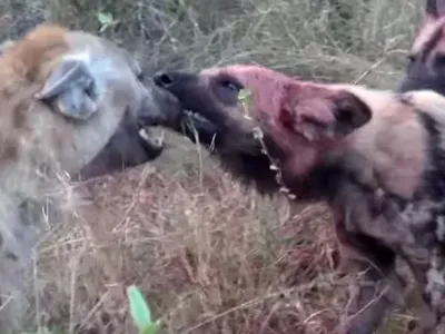 Màn trừng phạt "tàn khốc" của đàn chó hoang châu Phi dành cho linh cẩu nhưng cái kết khiến ai cũng phải ngạc nhiên