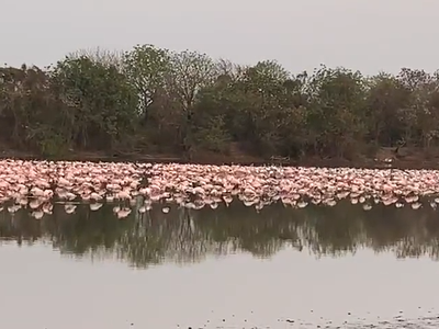 Hàng trăm nghìn con hồng hạc vẫn kéo đến Ấn Độ để tạo nên bức tranh thiên nhiên tuyệt đẹp giữa mùa Hè thiêu đốt