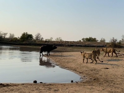 Quyết định mang tính bước ngoặt của trâu rừng khi phải đối đầu với đàn sư tử "khát máu"
