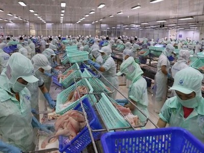 Chế biến cá tra xuất khẩu. (Ảnh: Công Mạo/TTXVN)