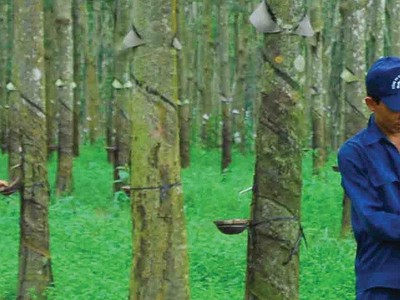 Sản lượng và giá trị xuất khẩu cao su của Việt Nam trong 4 tháng đầu năm 2022 đều tăng so với cùng kỳ.