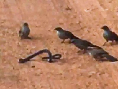 Tập hợp đàn chim nhỏ giận dữ "làm gỏi" con rắn cực độc