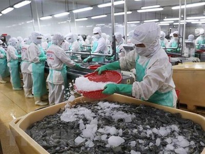 Dây chuyền chế biến tôm xuất khẩu. (Ảnh: Vũ Sinh/TTXVN).