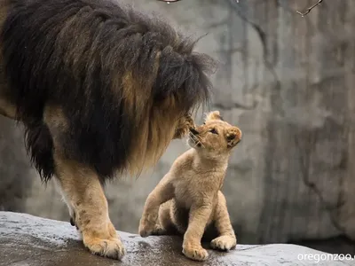 Biểu cảm đắt giá của đàn sư tử con lần đầu tiên gặp bố