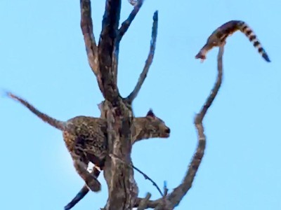 Màn leo cây săn mồi cực đỉnh của báo hoa mai nhưng cái kết lại "ối dồi ôi"