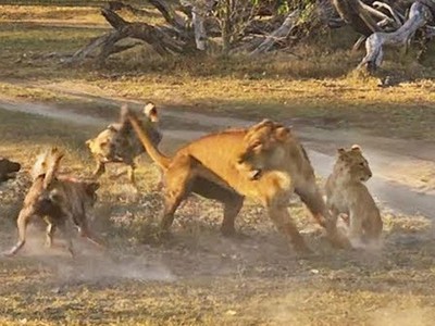 Tưởng ngon ăn, ai ngờ sư tử "xây xẩm mặt mày" trước chiến thuật hoàn mỹ của bầy chó hoang châu Phi