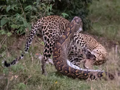 Trận chiến một mất một còn giữa báo hoa mai và trăn đá khổng lồ, nhưng linh cẩu mới là kẻ được hưởng lợi