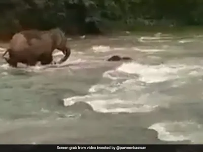 Voi con suýt chết đuối khi đi qua sông nếu không có sự ứng phó cực kỳ kịp thời của voi mẹ