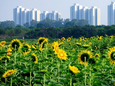 Nên ưu tiên vốn cho các dự án dành cho nhu cầu ở thực.