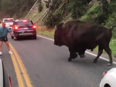 Trải nghiệm chọc giận bò rừng Bison và cái kết hú hồn của anh chàng ngốc nghếch