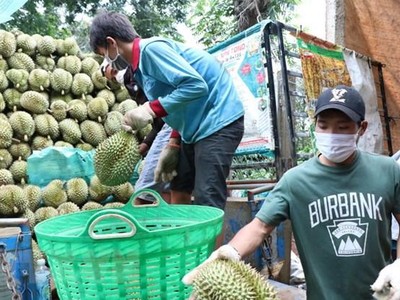 Thu hoạch sầu riêng giống Dona tại huyện Krông Pắc, tỉnh Đắk Lắk. (Ảnh: Tuấn Anh/TTXVN)