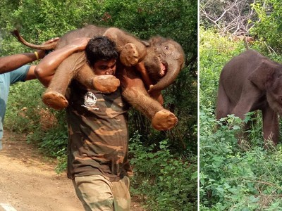 Tấm lòng đáng ngưỡng mộ của anh chàng cứu sống và cõng trên vai chú voi nặng hơn 100 kg về đoàn tụ với gia đình