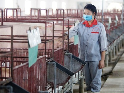 Trong 6 tháng đầu năm 2022, chi phí thức ăn chăn nuôi liên tục tăng, do phần lớn nguyên liệu phải nhập khẩu có giá cao.