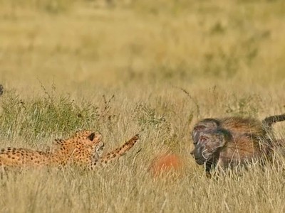 Tiếng gọi đồng đội của báo săn vô tình đẩy cả đàn vào tình thế hiểm nguy