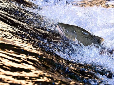 Loài cá đang trên bờ tuyệt chủng lần đầu tiên trở về "quê nhà" sau 80 năm
