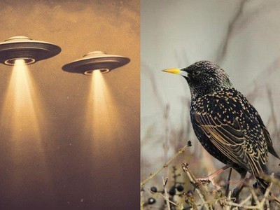 Chuyên gia về UFO cảnh báo về một số loài sinh vật có thể là công cụ giám sát Trái đất được gửi đến bởi người ngoài hành tinh