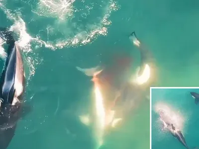 "Đoạn phim đẹp nhất trong lịch sử tự nhiên" ghi lại cảnh đàn cá voi sát thủ "làm gỏi" cá mập trắng khổng lồ