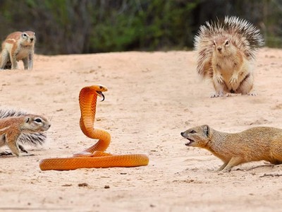 "Liên minh công lý" đập tan âm mưu xâm lược của con rắn hổ mang hung tợn