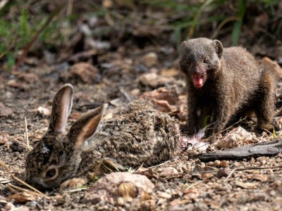 Khắc tinh số 1 của rắn hổ mang chúa, thợ săn mồi khét tiếng có khuôn mặt "trẻ thơ"