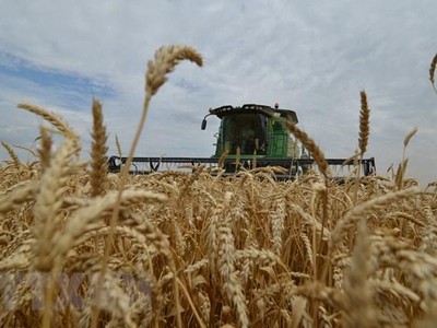 Thu hoạch lúa mì trên cánh đồng tại Stavropol, Nga. (Ảnh: AFP/TTXVN)