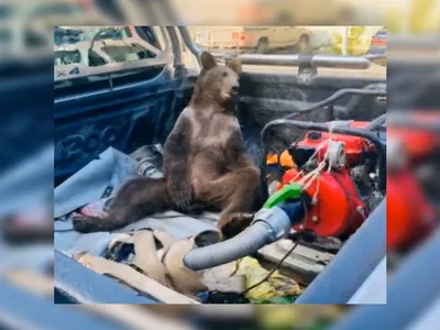 Chú gấu say ngất sau khi dùng nhầm loại mật ong