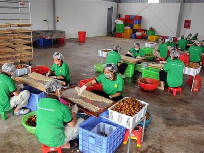 Nhân viên Công ty cổ phần xuất nhập khẩu hoa quả Sơn La chế biến long nhãn. (Ảnh: Quang Quyết/TTXVN).