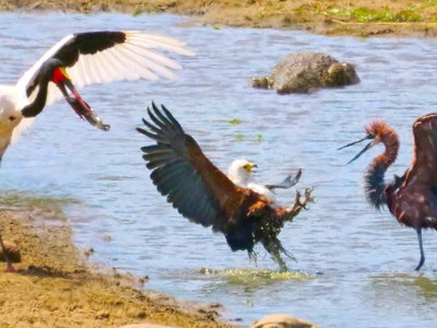 Ba con chim săn mồi khét tiếng tranh nhau miếng ăn và cái kết bất ngờ