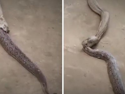 Màn thanh trừng kinh hoàng giữa 2 thành viên trong Tứ đại nọc độc Ấn Độ