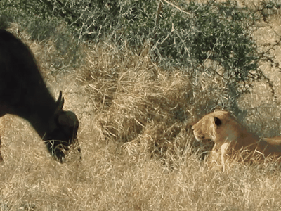 Cuộc đụng độ đầy "bất ổn" giữa hai đối thủ đầy duyên nợ: Trâu rừng và Sư tử