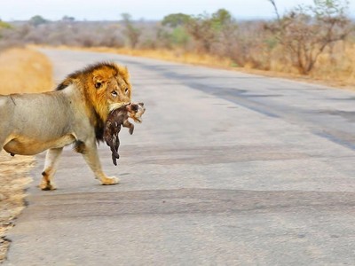 Món quà "trung thu" của sư tử trên đường cao tốc