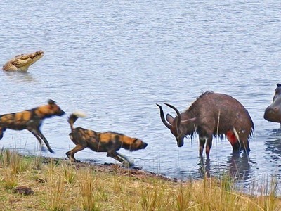 Hiên ngang đối chọi với đàn chó săn hung dữ, đả thương hà mã khổng lồ nhưng chú linh dương đáng thương vẫn phải nhận cái kết đắng lòng
