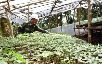 Kon Tum tìm cách “cứu” cây sâm Ngọc Linh bị chết