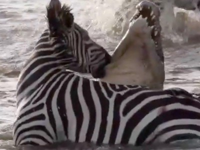 Hy hữu: Bị tấn công, ngựa vằn quay đầu "nựng yêu" vào má cá sấu khổng lồ