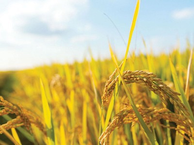 Ấn Độ cấm xuất khẩu một số mặt hàng gạo tạo ra kỳ vọng tăng giá đối với gạo Việt Nam xuất khẩu