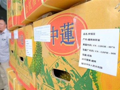 Lô sầu riêng xuất khẩu đầu tiên của Công ty Trách nhiệm hữu hạn thương mại sản xuất Long Thủy (xã Lộc An, huyện Bảo Lâm) gồm 4 container với sản lượng hơn 70 tấn. (Ảnh: Nguyễn Dũng/TTXVN)