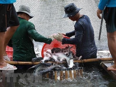 Thu hoạch cá tra cung cấp cho nhà máy chế biến phục vụ xuất khẩu tại hộ nông dân nuôi liên kết với doanh nghiệp ở xã Bình Hoà, huyện Châu Thành (An Giang). (Ảnh: Vũ Sinh/TTXVN)
