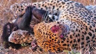 Cuộc chiến giành giật sự sống của loài động vật được mệnh danh là "bất cần" nhất trong thế giới hoang dã