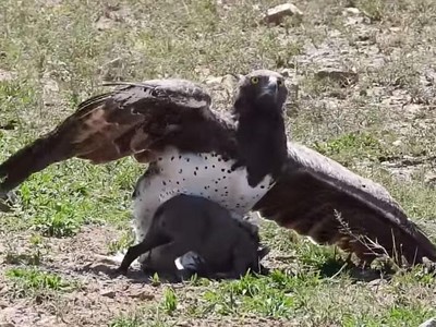 Đại bàng Martial sải cánh khuất phục lợn rừng