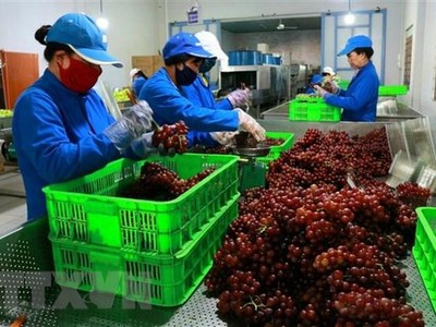 Sơ chế sản phẩm nho tươi để đưa đi tiêu thụ từ liên kết sản xuất với người dân tại Trang trại nho Ba Mọi, xã Phước Thuận, huyện Ninh Phước, tỉnh Ninh Thuận. (Ảnh: Nguyễn Thành/TTXVN)