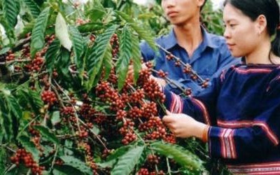 Kon Tum hình thành vùng sản xuất chuyên canh cà phê Robusta