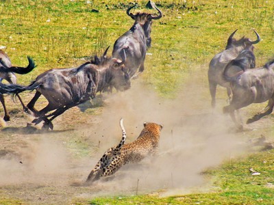 Báo hoa mai "tả xung hữu đột" giữa đàn linh dương đầu bò, dũng mãnh hạ gục kẻ địch to gấp 3 lần cơ thể nó