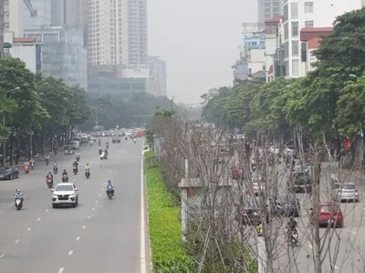 Hình ảnh hàng cây phong lá đỏ trong tình trạng "sống mà như đã chết" trên phố Trần Duy Hưng được ghi nhận hồi tháng 4/2021. Hiện nay, thành phố đã thay toàn bộ hàng cây này (Ảnh tư liệu).