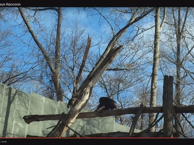 Tinh tinh cầm gậy đuổi gấu mèo chạy "tóe khói"