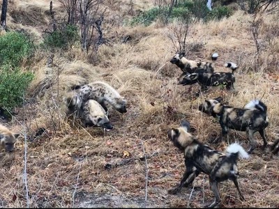 Bầy chó hoang bị cướp miếng ăn ngay trên miệng