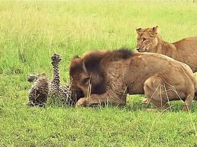 Cả đời khôn khéo, chỉ vì một sai lầm mà báo hoa mai phải trả giá bằng chính mạng sống của mình