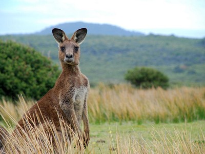 Cụ ông 70 tuổi bị kangaroo tấn công ngay trong sân nhà